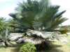 Copernicia baileyana je nádherná a ohromující palma ze střední a východní Kuby, kde roste v savaně a suchých oblastech v nízkých nadmořských výškách. Tato palma je jednodomá rostlina s jedním pevným a silným, hladkým, světle šedým kmenem, který dosahuje výšky 10 - 20 m, s průměrem 40 - 60 cm. Velká a hustá koruna mnoha velmi tuhých, pevných, vějířovitých, tmavě zelených listů dlouhých až 150 cm, s kruhovým až kosočtverečným obrysem se při pohledu na jasnou oblohu jeví jako fascinující. Řapíky dlouhé až 90 cm, jsou na okrajích opatřeny trny. Krémově barevné květenství dlouhé až 210 cm se mění na kulaté až oválné plody, až 2,5 cm dlouhé, tmavě hnědé až černé při dozrání, z nichž se utvoří kulatá a vrásčitá semena. Listy této vyjímečné palmy se používají na tkaní klobouků, košů a dalších předmětů.
  Balení obsahuje 1 naklíčené semeno za 70 kč.
semena - neoseeds