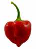 Chilli Habanero Red Savina (Capsicum Chinense) byla vyšlechtěna v Americe, ve státě Kalifornia Frankem Garciou a jeho společností GNS Spices z původní karibské Habanero. Byla plných 12 let, až do roku 2006, považována za nejpálivější papriku světa. Od té doby bylo objeveno několik pálivějších papriček, ale tato se stala klasikou, která rozhodně stojí za zkoušku. Plod je srdcovitého tvaru, dozrávající ze zelené, v době zrání žluto-oranžový, v plné zralosti sytě červený. Má výbornou sladkou, ovocnou, téměř meruňkovou příchuť a hodí se do omáček, polévek, gulášů a jiných pikantních pokrmů, ale i k sušení. Rostlina je velmi plodná a vhodná i pro začínající pěstitele.
Balení obsahuje 10 semen za 28 kč .
Semena – neoseeds
