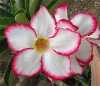 Adenium Obesum Mycountry, pouštní růže“ je nádherná sukulentní rostlina, patřící do čeledi Apocynaceae, jejíž původní forma pochází z Afriky, ze které jednotlivé kultivary byly vyšlechtěny převážně v Thajsku a dnes je již rozšířená po celé Asii. Pro své bohaté květenství je nazývána pouštní růží, v přírodě rostoucí jako keře nebo stromky se ztloustlým kmenem někdy bizardních tvarů částečně ukrytým pod zemí. U nás je pěstována jako velice dekorativní exotická pokojová rostlina vhodná zvláště pro tvorbu kvetoucí sukulentní bonsaje a nenáročná na pěstování. Je teplomilná a dobře snáší suchý vzduch, proto je vhodná i do ústředně vytápěných interiérů. Je možné ji množit dvěma způsoby. Ze semene, nebo řízkováním, ale nejkrásnější kaudexy jsou z rostlin vypěstovaných ze semene.
Balení obsahuje 5 semen za 35 kč .
V nabídce máme cca 46 druhů adenií .
Semena – neoseeds
