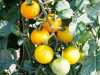 Rajče Romus je tyčková odrůda vyšlechtěná v České republice. Ideální pro pěstování venku nebo ve skleníku. Má středně rychlý růst. Listy jsou horizontálně postavené, středně dlouhé, středně široké, dvojitě členěné. Plody jsou nejprve zelené se žíháním, v době zralosti změní barvu na jasně žlutou. Tvarem je rajče kulaté, středně velké, rostoucí na vijanu po 6 – 8 kusech. Chuťově sladké, hodící se do salátů, ale i k tepelnému zpracování a ke konzervaci. Zrání urychlíme pokud vegetační vrchol zaštipujeme za 6 - 7 vijanem. Rostlina potřebuje oporu a je odolná proti chorobám. Doba zrání je 70 – 80 dnů.
 Balení obsahuje 30 semen za 8 kč
Semena – neoseeds
