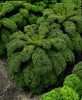 Kadeřávek odrůda Halbhoher Gruner krauser (Brassica oleracea) raná velice výnosná listová polovysoká zelenina, která má obdobné využití jako kapusta.Listy, které rostou na košťálu, se sklízí postupně od října po celou zimu. Rostlina obsahuje především vitamín C, E, dále je zdrojem vitamínů skupiny B a provitamínu A, je bohatá na vlákninu. Z minerálních látek můžeme jmenovat draslík, vápník, fosfor, hořčík a železo. Působí příznivě na zdraví našich zubů, kostí, trávicího ústrojí či ledvin, posiluje srdce, napomáhá v prevenci proti osteoporóze. Tato odrůda má zelený, úzce eliptický, silně zkadeřený, křehký a jemný list, je odolná k vybíhání do květu a vyznačuje se velkou odolností k mrazům. Zelenina se používají v syrovém stavu, jako dekorace pokrmů nebo v kuchyňské úpravě jako kapusta. Listy kadeřávku díky své tuhosti vydrží čerstvé poměrně dlouho při uchování v lednici, můžeme je také zamrazit. 
 Balení obsahuje 100 semen za 8 kč 
Semena – neoseeds
