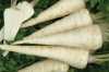 Petržel kořenová Olomoucká dlouhá (Petroselinum sativum) – pozdní odrůda petržele s vegetační dobou 190 až 210 dní, vyznačující se 21 -23 cm dlouhými kuželovitými, hustě příčně rýhovanými šedobílými kořeny se smetanově bílou, kompaktní a velmi aromatickou dužinou. Díky odolnosti proti rzivosti kořenů a skladovacím chorobám je velmi dobře skladovatelná.
Pro svoji nasládlou specifickou chuť je vhodnou přísadou do omáček, polévek aj.
  Balení obsahuje 1000 semen za 10 kč .
Semena – neoseeds
