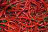 Nabízíme k prodeji semena chilli paprik Indonesian Hot:
Chilli Indonesian Hot  (Capsicum annuum) – odrůda chilli papriček pocházející z Indonésie, vyznačující se středně pikantními zkroucenými tenkými dlouhými plody s pálivostí okolo 50 000 SHU.
Papričky jsou vhodné v čerstvém i v sušeném stavu jako přísada do pikantních pokrmů.Sada obsahuje 10 semen za 20,- Kč.
Semena – neoseeds


