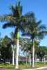 Roystonea regia - královská palma pocházející ze střední Ameriky je vysoká, krásná a teplomilná palma s hladkým šedým kmenem, který je u země rozšířený. Listy jsou zpeřené dlouhé 4 - 5 metrů, tvořené tmavě zelenými okolo 20 cm dlouhými lístky. V našich podmínkách je to interiérová dekorativní palma, hodí se i do skleníků a zimních zahrad.
   Balení obsahuje 2 naklíčená semena za 28 kč 
Semena – neoseeds

