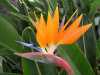 Strelitzia Reginae - Královská květina je exoticky působící, okrasná, vytrvalá bylina se zvláště nádhernými květy a velkými, oválnými, přibližně 40 cm dlouhými, tmavě zelenými, kožovitými listy na 60 cm dlouhém řapíku, pocházející původně z jižní Afriky, kde roste běžně na březích vodních toků, v pobřežní buši a v křovinách. Strelitzia je v našich podmínkách skvělá jako pokojová rostlina, její obdivuhodné květy jsou výborné k řezu a společně s listy jsou využívány do květinových vazeb.
  Balení obsahuje 1 naklíčené semeno za 15 kč.
Semena – neoseeds
