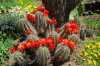 Kaktus Echinocereus coccineus-semen