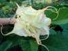 
Nabízíme k prodeji řízky Brugmansia Summertime:
Brugmansia summertime – je odolný okrasný keř s nádhernými velkými sladce vonícími květy, který se původně vyskytuje v jihovýchodní Brazílii. V našich podmínkách se pěstuje jako přenosná okrasná rostlina, která kvete od června do října. Celá rostlina je jedovatá.Balení obsahuje čerstvý  řízek vel. cca 10-12 cm  za 50,- Kč.
Semena – neoseeds
