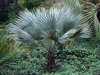 Nabízíme k prodeji naklíčená semena Brahea Armata:
Palma Brahea Armata původně pocházející z Kalifornie je exotická, velice dekorativní, mrazuvzdorná, robustní rostlina se silným kmenem, vytvářející hustou kulovitou šedomodrou korunu vějířovitých tuhých listů, někdy až bílou. Zvláštností je její květenství, které může být až 4 m dlouhé. Palma roste velmi pomalu a velice dobře ji lze pěstovat v interiérech. Je nenáročná a dokáže přežít i v neuvěřitelně suchých podmínkách. Mrazuvzdornost až do – 15°C. Tato palma je vhodná pro začínající pěstitele, nemusí se přesazovat. Je vhodné ji přes léto letnit venku. Sada obsahuje 1 naklíčené semeno za 28,- Kč.
Semena - neoseeds