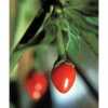 Nabízíme k prodeji semena chilli paprik Chiltepin:
Paprička Chilli Chiltepin pochází původně z Texasu, kde roste divoce ve volné přírodě a dorůstá výšky až 4 metrů. Je to velice pikantní paprička dosahující pálivosti 50 000 – 100 000 SHU, vhodná zvláště na sušení. Jak v čerstvém stavu, tak i sušená je vhodnou přísadou do pikantních pokrmů. Své využití má i v lékařství. Capsaicin, který obsahují je využíván k výrobě léků a mastí na tlumení bolesti. Je přezdíváno ptačí oko a pálivodt může být i mnohem vyšší.Sada obsahuje 10 semen za 25,- Kč.
Semena - neoseeds
 