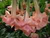 Nabízíme k prodeji řízek Brugmansia Daydream:
Brugmansia Daydream – je odolný okrasný keř s nádhernými, velkými, sladce vonícími květy, který se původně vyskytuje v jihovýchodní Brazílii. V našich podmínkách se pěstuje jako přenosná okrasná rostlina, která kvete od června do října. Celá rostlina je jedovatá. Balení obsahuje čerstvý řízek vel. cca 10 - 12 cm za 50,- Kč.
Semena - neoseeds