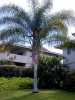 Nabízíme k prodeji naklíčená semena Syagrus Romanzoffianum:
Palma Syagrus romanzoffianum (dříve Arecastrum romanzoffianum), v českém jazyce označována jako Královská palma, pochází z Jižní Ameriky. Díky její snadné kultivaci patří po celém světě k oblíbeným dekorativním palmám. Kmen je až 20 metrů vysoký a 30 – 60 cm široký v průměru, je jednolitý, vzpřímený a kroužkovaný. Velmi charakteristická koruna s půvabným otevřeným baldachýnem načechraných zpeřených listů dlouhých až 5 metrů, s jednotlivými, velmi tenkými lístky, které vyrůstají po 2 – 7 skupinkách a odstávají v různých směrech. Řapíky listů jsou potaženy šedobílým, povrchem. Bílé, až žlutozlaté květenství v latách ve skupinách po 3, kde jedna květina je samice a 2 samci. Jedlé a sladké plody, chuťově podobné směsi švestek a banánů, dozrávající v zimních měsících jsou oranžové a ve zralosti lepkavé, dlouhé 12 - 30 mm, s šířkou 1 – 2 cm. Sada obsahuje 1 naklíčené semeno za 20,- Kč.
Semena – neoseeds