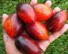 Nabízíme k prodeji semena rajčat Dwarf Shadow Boxing 

Odrůda pocházející z USA, kterou vyšlechtil Tom Wagner. Tato, na houbové nemoci i viry odolná odrůda, má jedny z nejneobyklejších a nejhezčích plodů podobné švestkám. U stonku a na části kam dopadají sluneční paprsky je v plné zralosti vybarvena až do černa, zbytek tvoří žíhané oranžovo-červeno-žluté barvy. Rajče je velmi chutné, masité, s menším množstvím šťávy, takže se hodí jak do omáček, tak také čerstvé na Váš stůl, kde zcela jistě zaujme. Sada obsahuje 10 semen za 25,- Kč. 
Semena – neoseeds