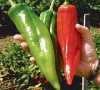 Nabízíme k prodeji semena chilli paprik Big Jim:
Paprička Chilli Big Jim je největším druhem chilli na světe, pocházejícím z Nového Mexika. Je to velmi výnosná odrůda s chutnými  masitými a mírně pálivými plody. Její pálivost je přibližně 1 500 – 3000 SHU. Vhodná je na dochucování pokrmů, za syrova do salátů , k přímé konzumaci ,ale též na nakládání, nebo sušení a jako koření především do omáček.  Sada obsahuje 10 semen za 15,- Kč.
Semena – neoseeds