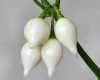 Nabízíme k prodeji semena chilli paprik Biquinho White :
Chilli paprička Biquinho White (Capsicum chinense), známá také jako Chupetinho White je velmi vzácná odrůda pocházející z Brazílie, která se velmi snadno pěstuje a má dobrou výtěžnost. Název Biquinho znamená zobáček a označuje malý špičatý výčnělek z papriky. Huňatá keříková rostlina má tenký zelený stonek i zelené kopinaté listy a díky její kráse se pěstuje i jako dekorativní keř. Visící plod ve tvaru kapky, přechází ze světle zelené barvy na krémově bílou, při plném dozrání na perlově bílou, někdy nažloutle bílou. Chuť je ovocná, příjemně kouřová, šťavnatá, na skusu křupavá, podobná Habaneru, ale s velmi mírnou pálivostí 800 – 2 500 jednotek pálivosti (SHU). V Brazílii se nejčastěji používá k nakládání, ale dá se použít jako ozdoba pizzy, salátů a mnoha dalších pokrmů. Toto chilli se výborně hodí jak pro začátečníky, tak i pro sběratele. Sada obsahuje 10 semen za 32,- Kč.
Semena – neoseeds