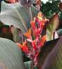 Nabízíme k prodeji hlízy Canna Indica Purpurea:
Canna Indica Purpurea (Kana indická purpurová)  -  statná rychle rostoucí velice dekorativně a exoticky působící vzpřímená hlíznatá trvalka pocházející z Indie a jižní Ameriky,  charakteristická svými oválnými až 50 cm dlouhými purpurově zbarvenými listy a nápadnými zářivými květy lososové barvy vyrůstajícími na konci dlouhých stonků od léta do podzimu, které s barvou listů vytvářejí jedinečný kontrast.
Canna Indica Purpurea  je listem  a květem  okrasná trvalka vhodná zvláště do skupinové výsadby i k pěstování v kontejnerech. Květy jsou vhodné též k řezu.  Není mrazuvzdorná.Balení obsahuje hlízu 1 ks  za 35,- Kč.
Semena - neoseeds