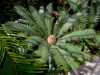 Dioon Edulis (dioón jedlý) je velmi dekorativní  rostlina z třídy cykasů pocházející z Mexika, s tuhými vzpřímenými palmovitě žebrovanými modrozelenými až šedozelenými listy dlouhými až 135 cm tvořícími korunu. Pravidelný tvar listů s velmi tvrdými lístky jej řadí mezi opravdu krásné rostliny. Rozmnožovacím orgánem rostliny jsou šištice vyrůstající uprostřed listů. Plodem jsou žlutá vejčitá semena dlouhá 10 – 12 mm. Svým vzhledem Dioon Edulis připomíná palmu, ale palmám příbuzný není. Blíže má ke kapradinám a  jehličnanům. Tento cykas se řadí  k  nejběžnějším a patří proto k obvyklým „startovním“cyklům sběratelů. Dobře snáší delší  období sucha .
Balení obsahuje 1 ks sazenice první list 10-15 cm za 45,- Kč.
Semena - neoseeds 
