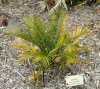 Macrozamia communis je středně velký, působivý cykas pocházející z Austrálie z oblasti Nového Jižního Walesu vyhledávaný pro své vysoce dekorativní vlastnosti. Z přízemního kmene vyrůstá velké množství (až 100) světle zelených listů, které mohou dosáhnout i 1,5 m délky a jsou uspořádaných v elegantně zaoblenou korunu. Tento druh je možné pěstovat celoročně jako okrasnou rostlinu v bytě, skleníku, nebo zimní zahradě. Zajímavostí je, že ačkoliv jsou semena jedovatá, lidé žijící v oblastech jejich výskytu vyvinuli metodu, jak je zbavit toxinů a konzumují je. Cykas Macrozamia communis je dvojdomý.
Balení obsahuje 1 ks sazenice první list cca 10 cm za 60,- Kč.
Semena - neoseeds 

