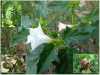 Datura Stramonium – Durman obecný, neboli „Panenská okurka“  je bohatě větvená  jednotletá bylina původem ze severní Ameriky,  rozložitého vzrůstu, s nápadnými zubatými  listy. Bílé, nebo světle fialové nálevkovité květy vyrůstají v místech větvení lodyhy. Otvírají se večer, mezi devatenáctou a dvacátou hodinou. Za deště zůstávají květy zavřené. Durman je znám svými léčivými účinky, zvláště jako antiastmatikum, proti křečím při kašli, napomáhá vykašlávání a je doporučován i při Parkinsonově nemoci. K léčivým účinkům se používají listy, sbírané v době květu. Dnes už se ale pěstuje spíše než k léčivým účinkům jako okrasná letnička, která hojně kvete od června do září.
Durman je rostlina smrtelně jedovatá. Balení obsahuje 50 semen za 20,- Kč.
Semena – Neoseeds
