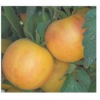 Rajče Garden Peach-semena