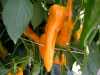 Paprika Ornela (Capsicum annuum) – poloraná odrůda sladké papriky (kapie) předurčená k pěstování ve skleníku a v teplejších oblastech i na poli, vyznačující se dlouhými zašpičatělými lusky sytě žluté barvy. Je vhodná k přímé konzumaci, na přízdobu pokrmů, na nakládání a k tepelnému zpracování. Balení obsahuje 30 semen za 10,- Kč.
Semena – neoseeds
