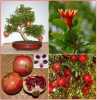 Punica Granatum (granátovník) nazývaný též jako „strom lásky v ráji“ je subtropická rostlina pocházející ze střední Asie, poskytující nejen výborné jedlé plody, ale je i velmi dekorativní svými listy a spoustou květů s dlouhou dobou kvetení. U nás je tento ozdobný keřík pěstován jako pokojová, nebo přenosná rostlina, vhodná k pěstování na terasách, balkonech či okenních parapetech, která na zimu opadává. Plody granátovníku bohaté na vitamín C jsou vhodné ke konzumaci jak v čerstvém stavu, tak i na zpracování do šťáv a kompotů.
Balení obsahuje 10 semen za 20,- Kč.
Semena – neoseeds
