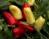 
Nabízíme k prodeji semena papriky Boneta:
Paprika Boneta (Capsicum annuum L.) je jednoletá raná odrůda sladké papriky určena do skleníků a foliovníků, v teplejších oblastech i na záhon, na slunečné místo. Rostlina je 50 – 60 cm vysoká, vzpřímená, s mnoha tmavě zelenými listy. Plody rostou vzpřímeně postavené, jsou ve tvaru lichoběžníku se třemi až čtyřmi komorami, s tloušťkou stěny asi 5 - 6 mm. Barva lusků přechází ze zelenavě žluté do červené v době plné zralosti. Hodí se nejlépe na konzumaci za čerstva, do salátů, sendvičů, ale dá se využít i v teplé kuchyni i ke konzervaci a k sušení. Sada obsahuje 30 semen za 11,- Kč.
Semena – neoseeds
