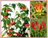  Gloriosa Rothschildiana - „exotická kráska“ je popínavá teplomilná rostlina rostoucí z hlízy, se skvostnými květy, pocházející z afrických tropů. Na svých stoncích nese vejčité, sytě zelené zašpičatělé listy. Stonky jsou křehké, proto je vhodné rostlině zajistit oporu. Je možné ji pěstovat volně venku, na balkoně i v bytě. Květy se používají též k řezu. Doba květu je od června do srpna. Balení obsahuje 5 semen za 20,- Kč.
Semena – neoseeds
