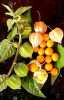 Mochyně Peruánská je vytrvalá teplomilná bylina, blízká příbuzná okrasné mochyně, která svými oranžovými lampiónky zdobí zahrady. Tato jedlá forma kvete hnědožlutými květy a po odkvětu vytváří ve žlutooranžovém srostlém kalichu po jediné stejně zbarvené bobuli velikosti třešně. Plody se sklízejí postupně v plné zralosti od září do října. Bobule se sladkokyselou jahodovou příchutí a vůní ananasu jsou velmi šťavnaté a mají vysoký obsah vitamínů A a C, pročež jsou vysoce antioxidační. Při nízké teplotě vydrží i několik měsíců. Měchovitý obal poskytuje dobrou ochranu a není dobré jej až do doby spotřeby odstraňovat. Plody jsou velice dekorativní a vhodné jak k přímé konzumaci, tak do ovocných salátů, na dorty a k výrobě marmelád a kompotů.
Balení obsahuje 50 semen za 20,- Kč.
Semena – neoseeds
