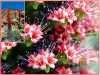  Echium wildpretii též nazývána „Věž z klenotů“ je nádherná, exotická, dvouletá, kvetoucí rostlina vyskytující se endemicky na Kanárských ostrovech. Lodyha je nevětvená, vyrůstá z husté listové růžice, listy jsou čárkovitě kopinaté, stříbřitě zelené až 50 cm dlouhé. Výrazné červené květenství je mohutné, kuželovité, velmi husté. Rostlina ve volné přírodě roste na suchých sutích a skalách. V našich podmínkách v nádobách přenosná, dekorativní květina.
Balení obsahuje 10 semen za 20,- Kč.
Semena – neoseeds
