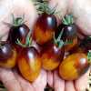 Nabízíme k prodeji semena rajčat Indigo Kumquat:
Žlutooranžovou barvu cherry rajčátek s tmavě purpurovovým až černým zabarvením a lákavou vůní si zamilujete. Nejsou pouze krásné, ale jsou také velmi zdravé, protože obsahují přirozeně se vyskytující antioxidanty Antokyany. Právě přítomnost této látky způsobuje pigmentaci a dělá tyto plody tak úchvatné na pohled. Mají sladkou, ovocnou chuť, s příjemně vyváženou kyselinkou a jsou vhodné do zeleninových salátů, na přízdobu pokrmů, tak i k přímé konzumaci. Doba zrání je cca 75 dní a rostlina je velmi plodná. Vyšlechtěna v USA. Sada obsahuje 10 semen za 23,- Kč.
Semena – neoseeds