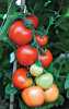 Nabízíme k prodeji semena rajčat Akron
Rajče Akron F1 je tyčková, poloraná, LSL odrůda rajčat vyšlechtěná v České republice, hodící se pro pěstování ve sklenících a foliovnících, v teplejších oblastech i pro venkovní pěstování. Rostlina má zelené listy se žlutými kvítky. Plody jsou kulovité, pevné a hladké, bez žebrování a rostou na vijanu po 8 – 11 kusech. Rajče je chutné, hodící se do salátů, sendvičů, ale i k tepelnému zpracování. Je velmi vhodné ke skladování, odolné proti praskání i proti chorobám. V roce 2013 získala tato odrůda ocenění za nejvyšší výnosnost od Londýnské Královské zahradnické společnosti (RHS). Sada obsahuje 20 semen za 25,- Kč.
Semena – neoseeds
