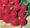Nabízíme k prodeji semena ředkvičky Rosso Gigante Sardo:
Ředkvička Rosso Gigante Sardo (Raphanus sativus) pocházející z italského ostrova Sardínie  je odrůda ředkviček vhodná především pro letní výsev, typická zvláště velkými kulatými zářivě červenými plody s bílou křupavou dužinou o průměru cca 4 – 4,5 cm a vegetačním obdobím 45 – 50 dní.
Ředkvičky jsou oblíbenou zeleninou pro velký obsah vitamínů a minerálů, vhodné k přímé konzumaci, na přízdobu pokrmů, nebo do čerstvých zeleninových salátů.  Pěstování ředkviček je velmi snadné i pro začínající pěstitele.Sada obsahuje 400 semen za 13,- Kč.
Semena – neoseeds
