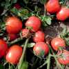 Nabízíme k prodeji semena rajča Eskort:
Rajče Eskort je keříčková (determinantní), velmi raná odrůda vyšlechtěná v České republice hodící se do vlhčí půdy. Plod je pevný, rostoucí nad listy, což usnadňuje sklizeň. Tvar je oválný, v plné zralosti červený. Hodí se pro přímou spotřebu do salátů, jako přízdoba pokrmů, ale i do teplých jídel a ke konzervaci. Rajče je možné dobře skladovat a je odolné proti chorobám a škůdcům. Při dobré péči je odrůda velice výnosná.Sada obsahuje 30 semen za 8,- Kč.
Semena – neoseeds