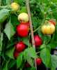 
Nabízíme k  prodeji semena paprik Ontara:
Paprika Ontara (Capsicum annuum L.) je netradiční raná odrůda sladké papriky rajčinového typu, určena pro pěstování na záhoně, do skleníků a foliovníků a díky její výšce do 60 cm ji lze úspěšně pěstovat i v nádobách na balkonech a terasách. Plody jsou ploše kulovitého až srdčitého tvaru, podobné rajčatům o průměru cca 5 cm a průměrné hmotnosti 70 g, s tloušťkou masité stěny okolo 8 mm a víc. Barva v technologické zralosti nazelenale bílá, v plné zralosti sytě červená. Paprika má velmi sladkou a šťavnatou chuť a svým tvarem je ideální k plnění, je možné ji použít jak v teplé, tak i ve studené kuchyni např. do salátů, je vhodná i ke konzervaci. Paprika Ontara je mimořádný druh papriky pocházející z České republiky.Balení obsahuje 30 semen za 15,- Kč.
Semena - neoseeds
 

 
