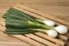 Nabízíme k prodeji semena cibule Aviv:
Cibule Aviv (Allium cepa) je velmi raná odrůda dlouhodenního typu. Je menší velikosti, charakteristického tvaru plošší elipsy, připomínající žárovku. Nať je tmavě zelené barvy, cibulky jsou jasně bílé, s pevnou dužinou. Hodí se do salátů i na přízdoby, ideální na marinády a lze ji použít i na běžné vaření a sterilování, kdy je ovšem vhodné regulovat jejich velikost hustším sponem. Tato cibule není vhodná na dlouhodobé skladování.Sada obsahuje 200 semen za 12,- Kč.
Semena – neoseeds