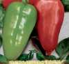 Nabízíme k prodeji semena papriky Sandra:
Paprika Sandra (Capsicum annuum) – raná až středně raná odrůda paprik,  určená zvláště pro rychlení ve sklenících či fóliovnících, vyznačující se středně velkými převislými plody sladké chuti.
Papriky jsou vhodné k přímé konzumaci, do zeleninových salátů, na přízdobu pokrmů, ale i k různým druhům tepelné úpravy.Sada obsahuje 30 semen za 11,- Kč.
Semena – neoseeds

