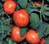 Nabízíme k prodeji semena rajčat Elberta Peach:
Rajče Elberta Peach (Solanum lycopersicum) je svým vzhledem velmi neobvyklá keříčková (determinantní ) odrůda rajčat s menšími atraktivně zbarvenými oranžovočervnenými zlatožlutě žíhanými plody,  vzhledově podobnými broskvi a jedinečnou pikantní chutí. Jsou vhodná jak k přímé konzumaci, tak do čerstvých zeleninových salátů a na přízdobu pokrmů.
Pro svůj dekorativní vzhled jsou tato rajčata často pěstována na balkonech a terasách.Sada obsahuje 10 semen za 20,- Kč.
Semena – neoseeds