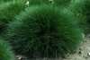 Nabízíme k prodeji semena Festuca scopardia:
Festuca Scoparia (Kostřava medvědí) původně pocházející z Pyrenejí je stálezelená okrasná tráva, vytvářející krásné husté smaragdově zelené trsy tenkých listů. Používá se jako kompaktní pokryv v podrostech stromů, ve svazích, na zídkách apod. Je vhodná i do skalek a záhonů. Balení obsahuje 50 semen za 20,- Kč.
Semena -neoseeds 
 
