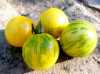Nabízíme k prodeji semena rajčat Topaz:
Rajče Topaz (Solanum lycopersicum)  – hojně plodící tyčková ( indeterminantní) odrůda rajčat  pocházející z Číny, vyznačující se netradičně zbarvenými pevnými kulatými plody mírně sladké jemné chuti, odolnými proti praskání,  zvláště vhodnými k přípravě salátů, na přízdobu pokrmů a k přímé konzumaci.Sada obsahuje 10 semen za 17,- Kč..
Semena – neoseeds
