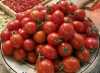 Nabízíme k prodeji semena rajčat  Fiaschetto:
Rajče Fiaschetto (Solanum lycopersicum) je keříčková (determinantní), středně raná, nemodifikovaná odrůda italských rajčat, která se především pěstuje v chráněné oblasti Torre Guaceto, mezi městy Carovigno a Brindisi. V minulosti tato odrůda málem zanikla v konkurenci moderních hybridů a i dnes je osivo poměrně vzácné. Rostlina dorůstá do výšky cca 100 cm a plodem jsou malá cherry rajčátka s tenkou kůží, charakteristického oválného švestkovitého tvaru s malou špičkou na konci, rostoucí na vijanu po 10 a více kusech. Výnosnost keře je až 2,5 kg. Ideální, díky šťavnaté a sladké chuti, k přímé konzumaci, do salátů, jako zdravá příloha a výborně se taktéž hodí k sušení. Tento druh je nenáročný k pěstování i pro začínající pěstitele a dobře se mu daří i v nádobách na terasách či balkonech. Pro jejich velikost je oblíbený zvláště u děti, které se mohou podílet na jejich pěstování a sklizni .Sada obsahuje 30 semen za 11,- Kč.
Semena – neoseeds