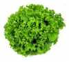 Nabízíme k prodeji semena  ledového salátu Gentilina:
Salát Gentilina (Lactuca sativa) je italská poloraná odrůda tzv. ledového salátu, který lze pěstovat celoročně jak na poli, tak i ve skleníku. Je odolný proti nakvétání a proto je nejvíce pěstován jako letní. Vyznačuje se velkou otevřenou hlávkou se žlutozelenými kadeřavými křehkými listy sladké chuti. Průměrná hmotnost hlávky se pohybuje okolo 400g. Lze jej skladovat v chladničce v uzavřeném sáčku až týden od sklizně. Listy salátu jsou bohaté na vlákninu, kyselinu listovou, vitamíny A, B,C,K, E a na stopové prvky sodík, draslík a železo. Jejich konzumace působí močopudně. Pro obsah vitamínu E (známý jako vitamín mládí)  je jejich konzumace doporučována především nastávajícím maminkám. Salát lze v kuchyni použít samostatně, jako přílohu a přízdobu pokrmů, nebo jako součást čerstvých zeleninových salátů.Sada obsahuje 500 semen za 15,- Kč.
Semena – neoseeds