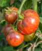 Nabízíme k prodeji semena rajčat Persuasion:
Rajče Persuasion, je tyčková (indeterminentní) odrůda .V místě dopadu slunečních paprsků se zbarvuje do indigo barvy, což je zapříčiněno zdraví prospěšným antoxidantem Antyokanem. Uvnitř je masité, růžovočervené s velmi nízkým obsahem tekutiny i menším množstvím semen. Chuť je vyvážená, sladká, s vyváženou kyselostí a příjemnou vůní, hodící se jak k přímé spotřebě, tak pro přípravu omáček, protlaků i kečupů, rajčatové pasty nebo k sušení. Výhodou je, že plody dlouho vydrží na keři a nekazí se. Toto rajče je velmi krásné, chutné a zdravé a může se stát chloubou vaší zahrady. Sada obsahuje 10 semen za 18,- Kč.
Semena - neoseeds
