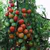 Nabízíme k prodeji semena rajčat Cherrola F1:
Rajče Cherrola F1 je hybridní, tyčková (indeterminantní) raná odrůda cherry rajčátka, vyznačující se vysokou úrodností a jemnou sladkou chutí plodů. Rostlina je středně vzrůstná, vyšlechtěná na značnou rezistenci vůči plísni bramborové. 
Plody jsou vhodné pro svoji sladkou chuť zvláště k přímé konzumaci, nebo jako ozdoba pokrmů. Oblíbí si je zvláště děti. Sada obsahuje 20 semen za 18,- Kč.
Semena – neoseeds
