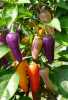 Chilli Jalapeňo Multicolor - semena