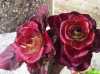 
Nabízíme k prodeji semena Čekanka Rosa di Treviso :
Čekanka Rosa di treviso (Rosa di Gorizia - Cichorium intybus) je italská odrůdacharakterizovaná intenzivní červenou barvou nebo červenou barvou s odstíny růžové. Listy jsou velké a uspořádané ve tvaru otevřené růže. Chuť této odrůdy je jemnější než u jiných druhů, je méně hořká a čekanka je výborně křupavá.  Objevuje se v kuchyních nejslavnějších evropských i světových restaurací, které ji považují za vzácnost jako například lanýže, a proto si zaslouží i kombinace s kaviárem a s dalšími drahocennými přísadami. Stejně tak se ale hodí i do běžného salátu, ze kterého vytvoří úžasný pokrm. Používá se syrová i vařená nebo třeba naložená v oleji.
 Balení obsahuje 100 semen za 12,- Kč.
Semena – neoseeds
