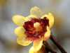 Nabízíme k prodeji semena Chimonanthus Praecox:
Zimokvět (Chimonanthus Praecox) je okrasný opadavý keř s šedozelenými větvemi, pocházející z Číny, dorůstající v našich podmínkách výšky kolem 3 metrů. Vejčitě kopinaté protistojně vyrůstající listy jsou dlouhé 7 - 13 cm. Na rubu jsou chlupaté. Keř kvete v zimě nádherně intenzivně vonícími žlutými, nebo bílými květy s červenou základnou na jednoletém dřevě. Plodem jsou češule s nažkami. Zimokvět se dobře uplatní na slunných stanovištích i v polostínu, jako solitéra i před vzrůstnějšími dřevinami. Kvete v lednu až březnu.Sada obsahuje 5 semen za 20,- Kč.
Semena – neoseeds