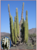Pachycereus pringlei pocházející z pouští a polopuští severozápadního Mexika je majestátní kaktus s mohutným kmenem, kdy někteří jedinci dosahují až metr v průměru. Nad zemí vypouští několik vzpřímených větví s 10-16 žebry. Mladé rostliny mají velké množství tuhých trnů, které s věkem postupně ztrácejí. Květy vyrůstají od března do června podél žeber na koncových větvích. Jejich délka je 6 - 8 cm, připomínají kalich, jsou bílé s žlutohnědou vnější stranou. Kvetou v noci a v přírodě bývají opylovány netopýry. Plodem je jedlá, šťavnatá, kulovitá bobule o velikosti až 7 cm, podobná chuti melasy, která se jí syrová nebo se z ní vyrábějí osvěžující nápoje. Tento kaktus obsahuje psychoaktivní alkaloidy.
Balení obsahuje 15 semen za 20,- Kč.
Semena – Neoseeds
