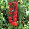 Nabízíme k prodeji semena rajčat NectarAV:
Rajče Nectar av je tyčková ( indeterminantní) raná vysoce výnosná odrůda cherry rajčátek, odolná vůči houbovitým chorobám listů (Verticilium) a černi plodů,  vyznačující se velmi sladkými plody vzhledově připomínajícími třešně. Svojí chutí se řadí zatím k nejsladším druhům cherry. Jsou vhodné do čerstvých zeleninových salátů, na přízdobu pokrmů i k přímé konzumaci. Jejich chuť a velikost ocení zvláště děti.Sada obsahuje 10 semen za 18,- Kč.
Semena – neoseeds
