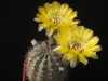 
Nabízíme k prodeji semena kaktusu Lobivia chrysantha:
Lobivia chrysantha je Argentinský, solitérní kaktus, jehož jméno pochází z řečtiny a symbolizuje žlutoou (zlatou) barvu květů. Tělo může mít tvar od zploštělého až po krátce válcovité s matně šedozelenou epidermis. Na 8-12ti (zřídka 26ti) mírně šikmými žebry je jen málo patrné rozdělení na tuberkuly. Z areol vyrůstají mladé červenohnědé trny, které se později mění na šedou. Centrální trny chybí. Radiální trny v počtu 5-7 (zřídka 3) vyzařují do boku a mají délku až 2 cm. Sada obsahuje 10 semen za 15,- Kč.
Semena – neoseeds
