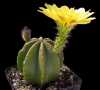 Nabízíme k prodeji semena kaktusu Echinocereus subinermis :
Kaktus Echinocereus subinermis var. luteus 93/1990, je původem z Mexika, ve státě Sonora východně od Sierra de Alamos a Sinaloa. Nálevkovité květy objevující se v blízkosti vrcholu rostliny jsou 7 cm dlouhé a až 13 cm široké v průměru, s jasně žlutými vnitřními okvětními lístky, žlutými tyčinkami a zelenou bliznou. Květní trubka až 5 cm dlouhá, zelená, s tenkými trny a nahnědlou až bílou vlnou. Po opýlení se změní v obvykle šedozelený, cca 2 cm dlouhý pukající plod pokrytý trny. V plodu nalezneme asi 1 mm dlouhá semena. Balení obsahuje 20 semen, které pochází z ručně opylených rostlin, z důvodu zachování čistoty druhu. Cena je 18,- Kč
semena – neoseeds
